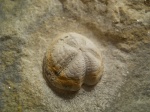 Linthia sp.