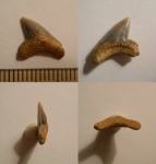 Squalicorax curvatus
