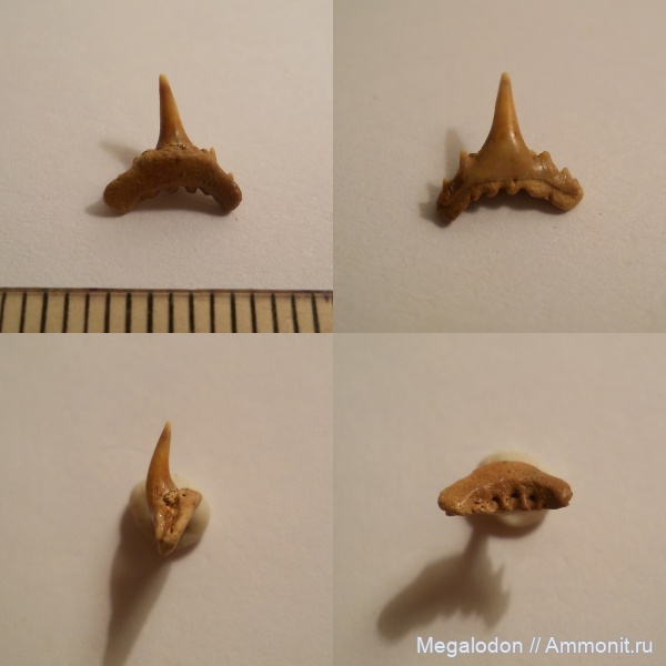 мел, акулы, сеноман, Саратовская область, Elasmobranchii, Synechodus, Synechodontiformes, Synechodus dubrisiensis