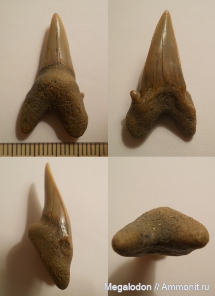 мел, сеноман, Cretoxyrhina, Cretoxyrhina denticulata, Elasmobranchii, Lamniformes