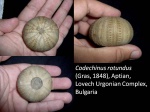 Codechinus rotundus