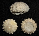 Goniopygus aff. delphiniensis