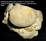 Gitolampas oosteri