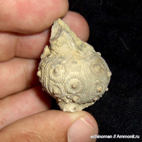 морские ежи, нижний мел, Cidaris, Temnocidaris, Болгария, Temnocidaris malum, Lower Cretaceous