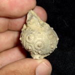 Cidaris (Temnocidaris) malum