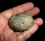 Hirudocidaris sp.