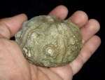 Rhabdocidaris sp.