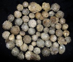 Goniopygus