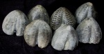 Морские ежи (Stegaster sp.)