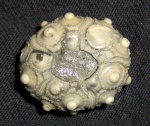Balanocidaris aff. gibberula