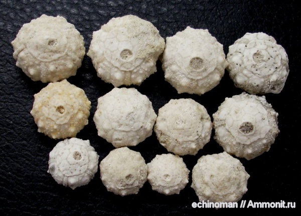 морские ежи, сантон, Болгария, Salenia, Salenia geometrica, Santonian