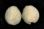 Galeaster carinatus