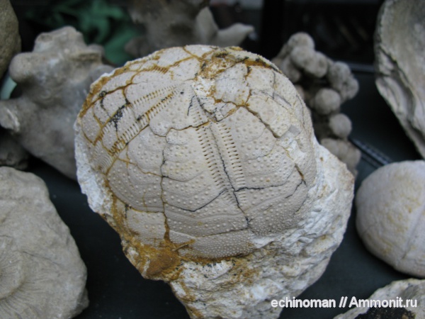 олигоцен, Болгария, Hypsopatagus meneghinii, Hypsopatagus