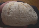 Hypsopatagus meneghinii, Oligocene, Merichleri Formation, Chirpan, Bulgaria Hypsopatagus meneghinii, Oligocene, Merichleri Formation, Chirpan, Bulgaria
