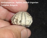 Goniopygus sp., Aptian, Bulgaria