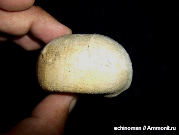 морские ежи, верхний мел, Echinocorys, Echinocorys scutata, сантон, Болгария, Santonian, Upper Cretaceous