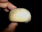 Echinocorys ex. gr. scutata, Santonian, Bulgaria