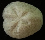 Leymeriaster sp., Santonian, Shumen Formation, Bulgaria