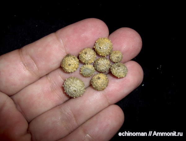 морские ежи, нижний мел, апт, Болгария, Salenia, Leptosalenia, Salenia prestensis, Aptian, Lower Cretaceous