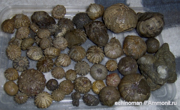 морские ежи, нижний мел, апт, Болгария, Aptian, Lower Cretaceous