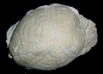 Hypsopatagus meneghinii, Oligocene, Merichleri Formation, Chirpan, Bulgaria Hypsopatagus meneghinii, Oligocene, Merichleri Formation, Chirpan, Bulgaria