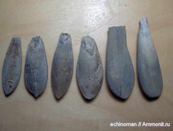 белемниты, нижний мел, готерив, Duvalia, Болгария, Duvalia dilatata, Hauterivian, Lower Cretaceous, belemnites