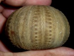 Codechinus rotundus, Aptian, Lovech Urgonian Complex, Bulgaria