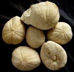 Hypsopatagus meneghinii, Oligocene, Merichleri Formation, Chirpan, Bulgaria Hypsopatagus meneghinii, Oligocene, Merichleri Formation, Chirpan, Bulgaria