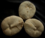 Hypsopatagus meneghinii, Oligocene, Merichleri Formation, Chirpan, Bulgaria Hypsopatagus meneghinii, Oligocene, Merichleri Formation, Chirpan, Bulgaria