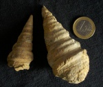 Cassiope helvetica, Aptian, Brabevo vilage, Bulgaria