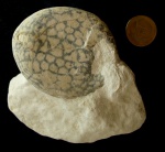 Echinocorys ex. gr. conoidea, Campanian, Nikopol Formation, Nikopol, Bulgaria