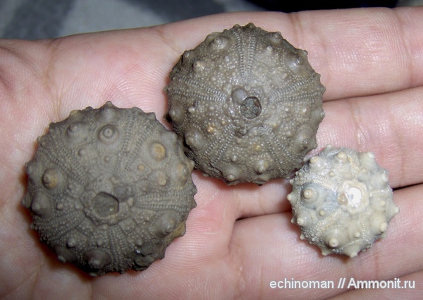 морские ежи, Марокко, Gymnocidaris, Gymnocidaris atchanensis, Asterocidaris meandrina, Asterocidaris