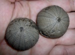Psephechinus daguini, Bajosian, Morocco Psephechinus daguini, Bajosian, Morocco