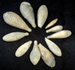 иголки из Pseudocidaris clunifera, Urgonian, Bulgaria