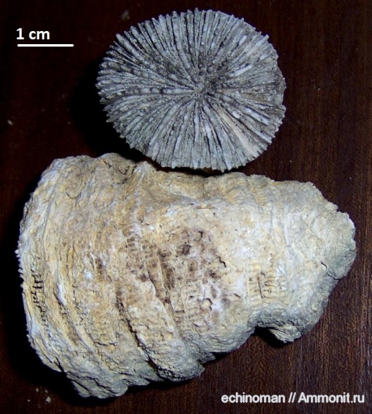 кораллы, миоцен, Болгария, Scleractinia, Lithophylllia amplа, Lithophylllia