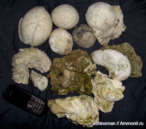 морские ежи, двустворки, верхний мел, Болгария, Upper Cretaceous