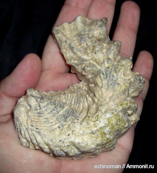 двустворки, маастрихт, верхний мел, Lopha, Болгария, Lopha diluviana, Никопол, Maastrichtian, Upper Cretaceous
