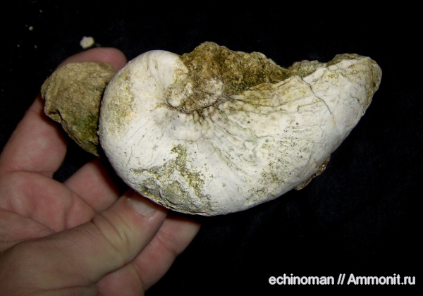 двустворки, маастрихт, верхний мел, Exogyra, Exogyra auricularis, Болгария, Maastrichtian, Upper Cretaceous