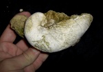 Exogyra auricularis, мастрихт, Сомовит, Болгария