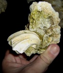 Neithea striatocostata, мастрихт, Сомовит, Болгария