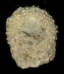 Pseudodiadema sp., Нижний мел, Апт, Севлиево, Болгария