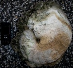 Eutrephoceras sp, палеоген, д.Слънчево, Болгария