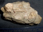 Иголки из Temnocidaris aff. malum, Aptian, Lovech Urgonian complex, Byala reka, Bulgaria