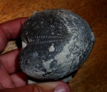Seunaster sp., Maastrichtian, Byala Formation, Byala, Bulgaria