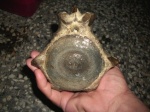 Cetoterium, Sarmatian, Balchik region, Bulgarian Black Sea coast