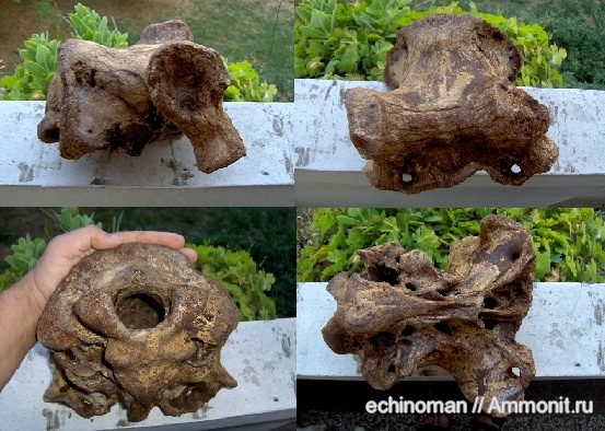 млекопитающие, плейстоцен, череп, Megaloceros, Megaloceros giganteus, Болгария