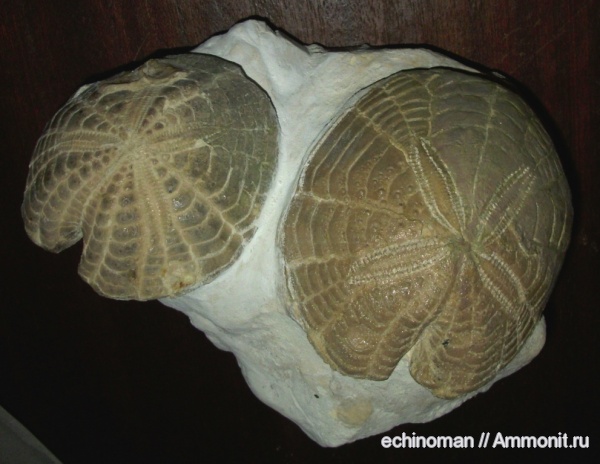 морские ежи, Испания, плиоцен, spatangus, Spatangus subinermis