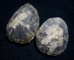 Cyclaster aff. danicus, датский ярус, Мездра, Болгария