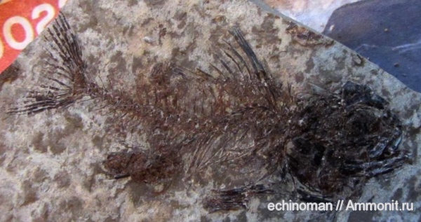 рыбы, олигоцен, Болгария, Dapalis, Dapalis macrurus, fish