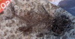 Рыбка (Dapalis macrurus), Олигоцен, Перник, Болгария